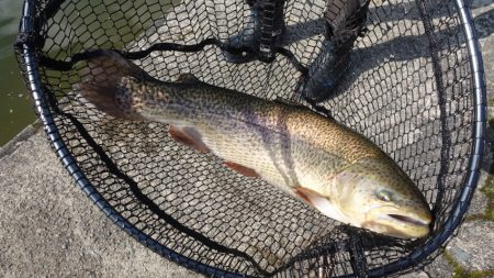 フィッシングレイクたかみや 釣果