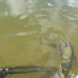 フィッシングレイクたかみや 釣果