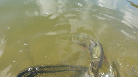 フィッシングレイクたかみや 釣果