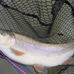 フィッシングレイクたかみや 釣果