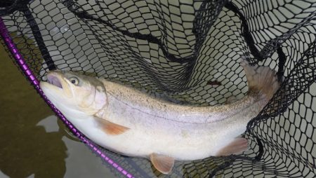 フィッシングレイクたかみや 釣果