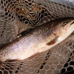 フィッシングレイクたかみや 釣果