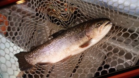 フィッシングレイクたかみや 釣果