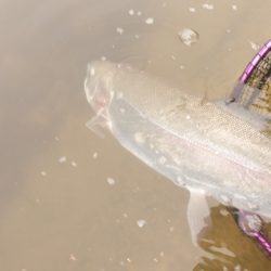 フィッシングレイクたかみや 釣果