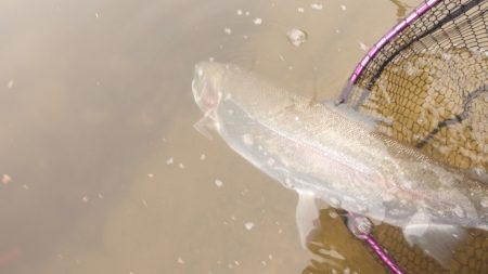 フィッシングレイクたかみや 釣果