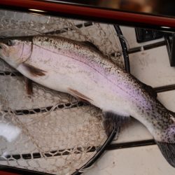 フィッシングレイクたかみや 釣果