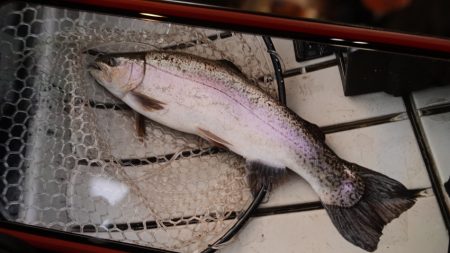 フィッシングレイクたかみや 釣果