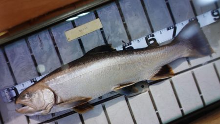 フィッシングレイクたかみや 釣果