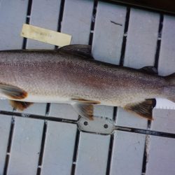 フィッシングレイクたかみや 釣果