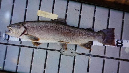 フィッシングレイクたかみや 釣果