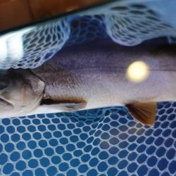 フィッシングレイクたかみや 釣果