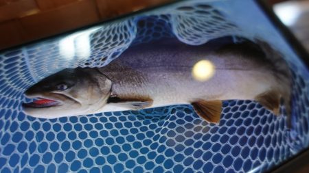 フィッシングレイクたかみや 釣果