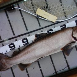 フィッシングレイクたかみや 釣果