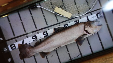 フィッシングレイクたかみや 釣果