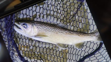 フィッシングレイクたかみや 釣果