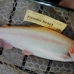 フィッシングレイクたかみや 釣果