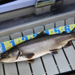 フィッシングレイクたかみや 釣果