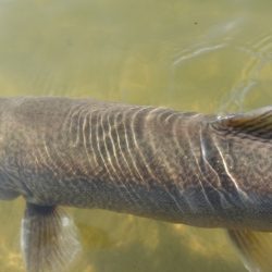 フィッシングレイクたかみや 釣果