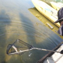 フィッシングレイクたかみや 釣果