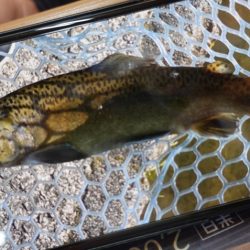 フィッシングレイクたかみや 釣果