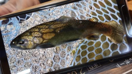 フィッシングレイクたかみや 釣果