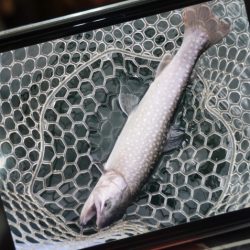 フィッシングレイクたかみや 釣果