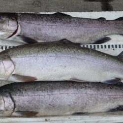 フィッシングレイクたかみや 釣果