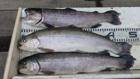 フィッシングレイクたかみや 釣果