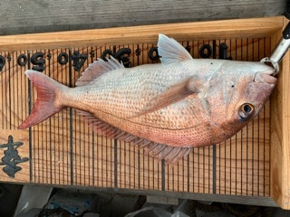 幸吉丸 釣果