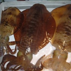 フィッシングボート空風（そらかぜ） 釣果