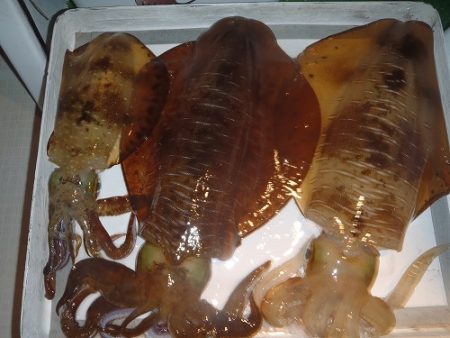 フィッシングボート空風（そらかぜ） 釣果