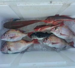 東京湾探釣隊ぼっち 釣果