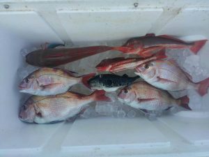 東京湾探釣隊ぼっち 釣果