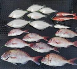 東京湾探釣隊ぼっち 釣果