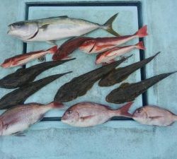 東京湾探釣隊ぼっち 釣果