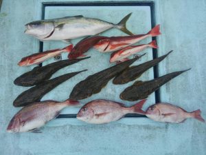 東京湾探釣隊ぼっち 釣果