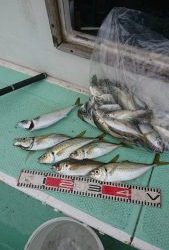 KONAYAーMARU(こなや丸) 釣果