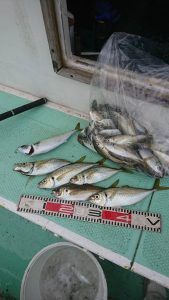 KONAYAーMARU(こなや丸) 釣果