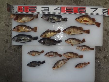 のとじま臨海公園海づりセンター 釣果