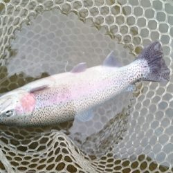 フィッシングエリア帝釈 釣果