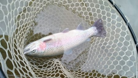 フィッシングエリア帝釈 釣果