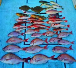 東京湾探釣隊ぼっち 釣果