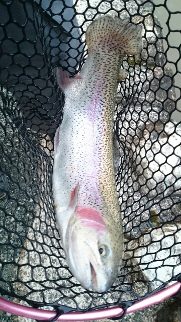 フィッシングエリア帝釈 釣果