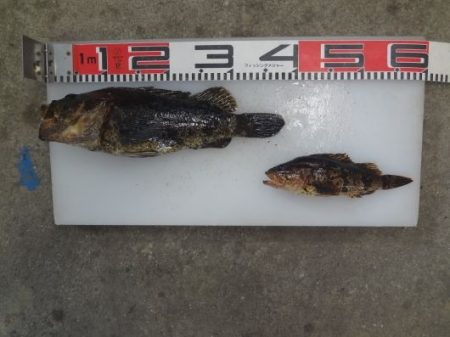 のとじま臨海公園海づりセンター 釣果