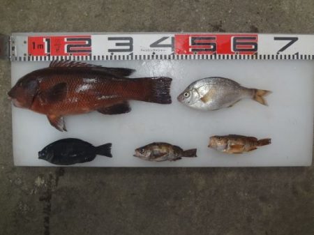 のとじま臨海公園海づりセンター 釣果