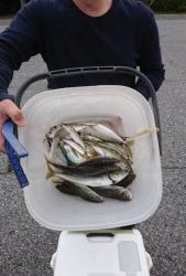 KONAYAーMARU(こなや丸) 釣果