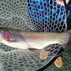 フィッシングエリア帝釈 釣果