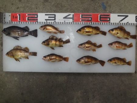 のとじま臨海公園海づりセンター 釣果