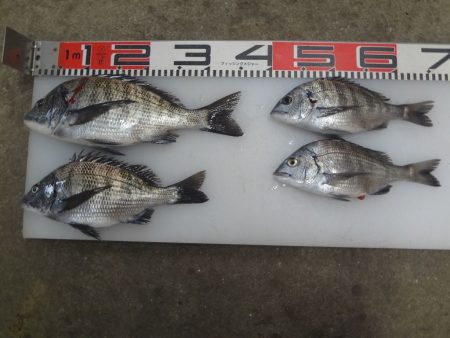 のとじま臨海公園海づりセンター 釣果