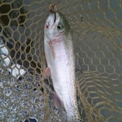 フィッシングエリア帝釈 釣果